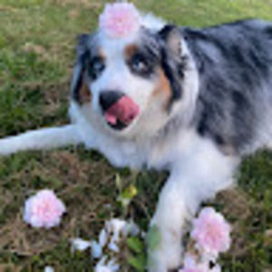 Meet your Posher, Avery